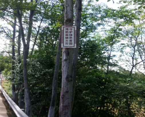 ��������ļ�ɭ�ַ�����������������Ĵ�����